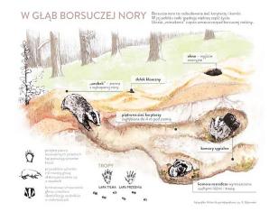 Borsuki nie mogą spać 