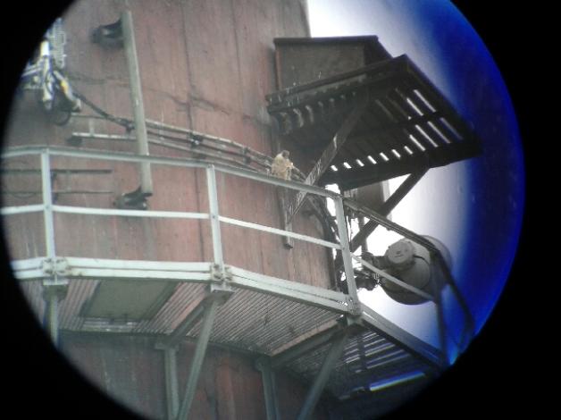 Rodzina sokołów wędrownych zawitała do Koszalina